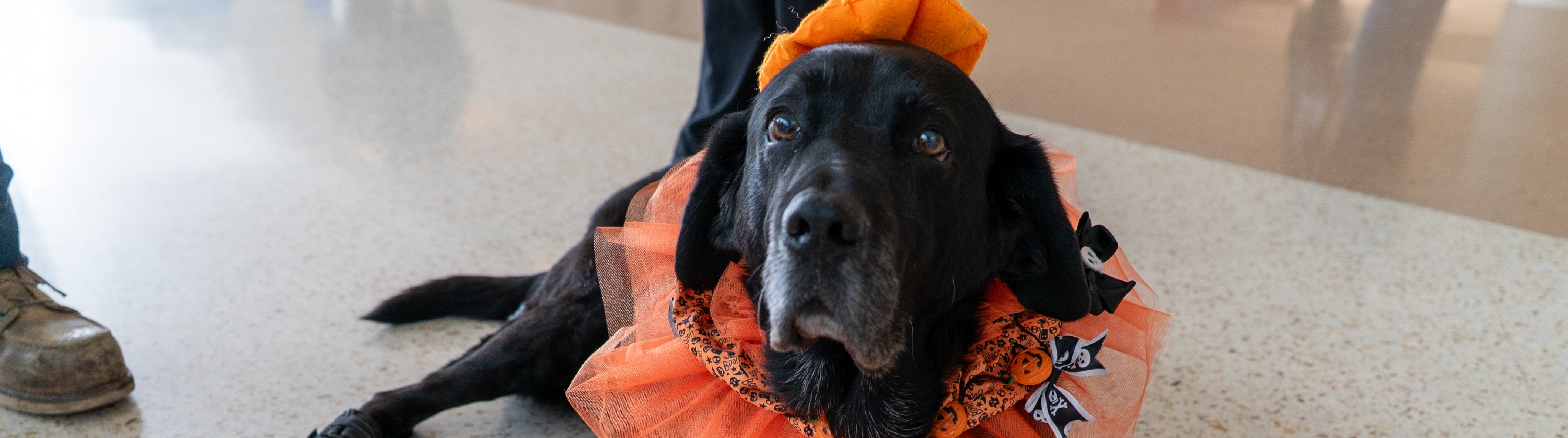 Therapy animal at SJC