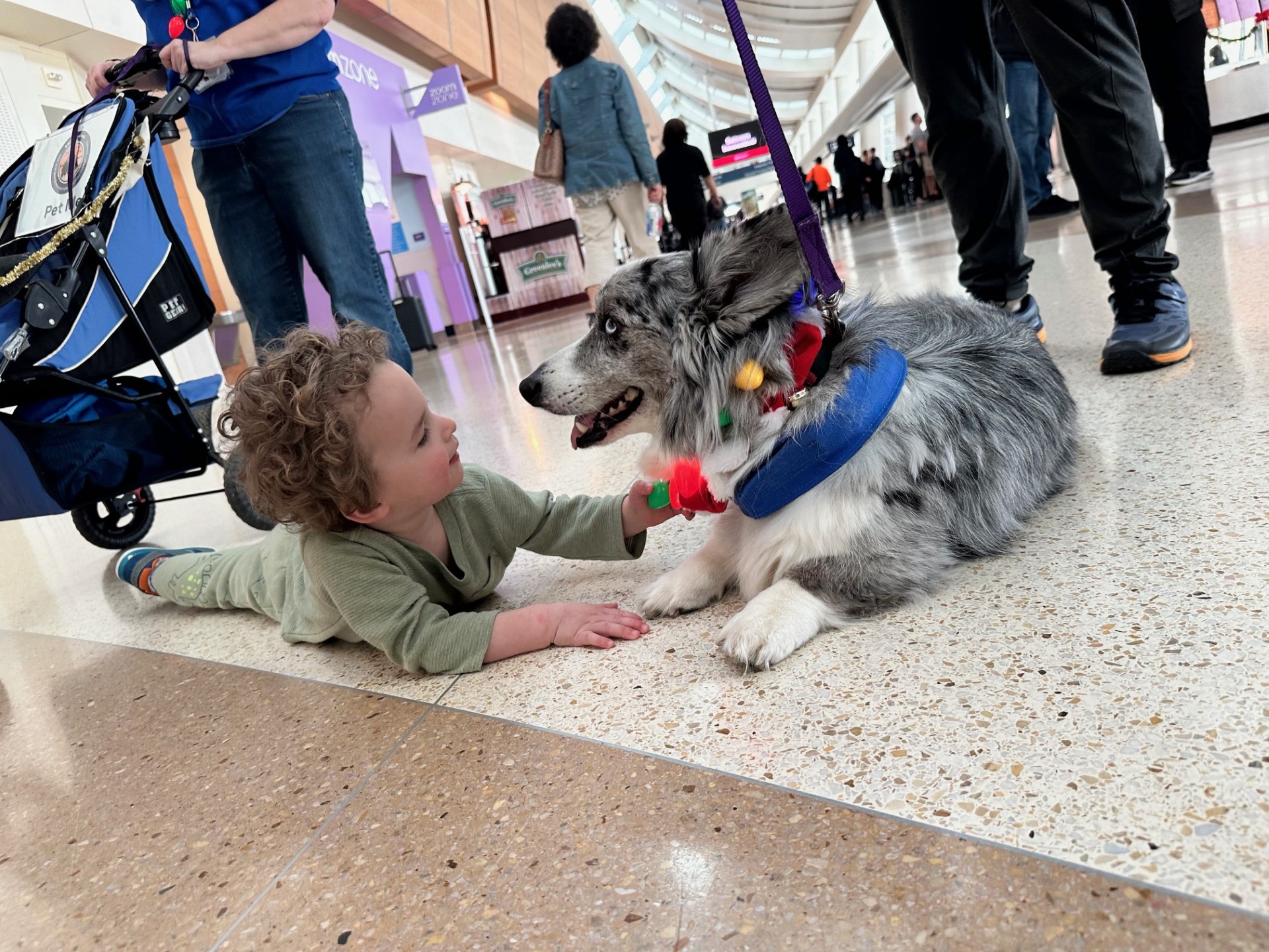 Therapy animal at SJC
