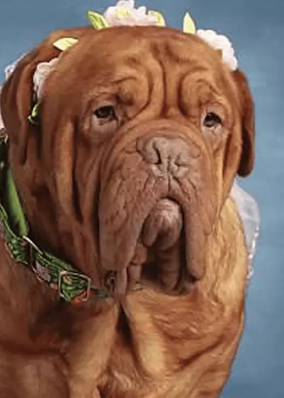 Azariah - French Mastiff