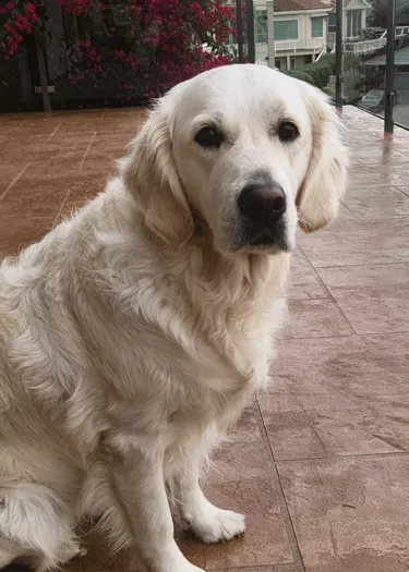 Finley - English Cream Golden Retriever