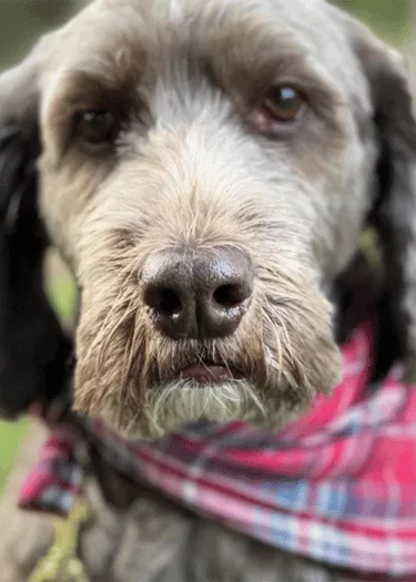 Jersey - Labradoodle