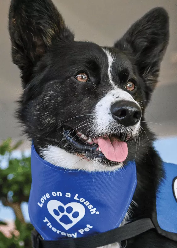 Trevor - Cardigan Welsh Corgi