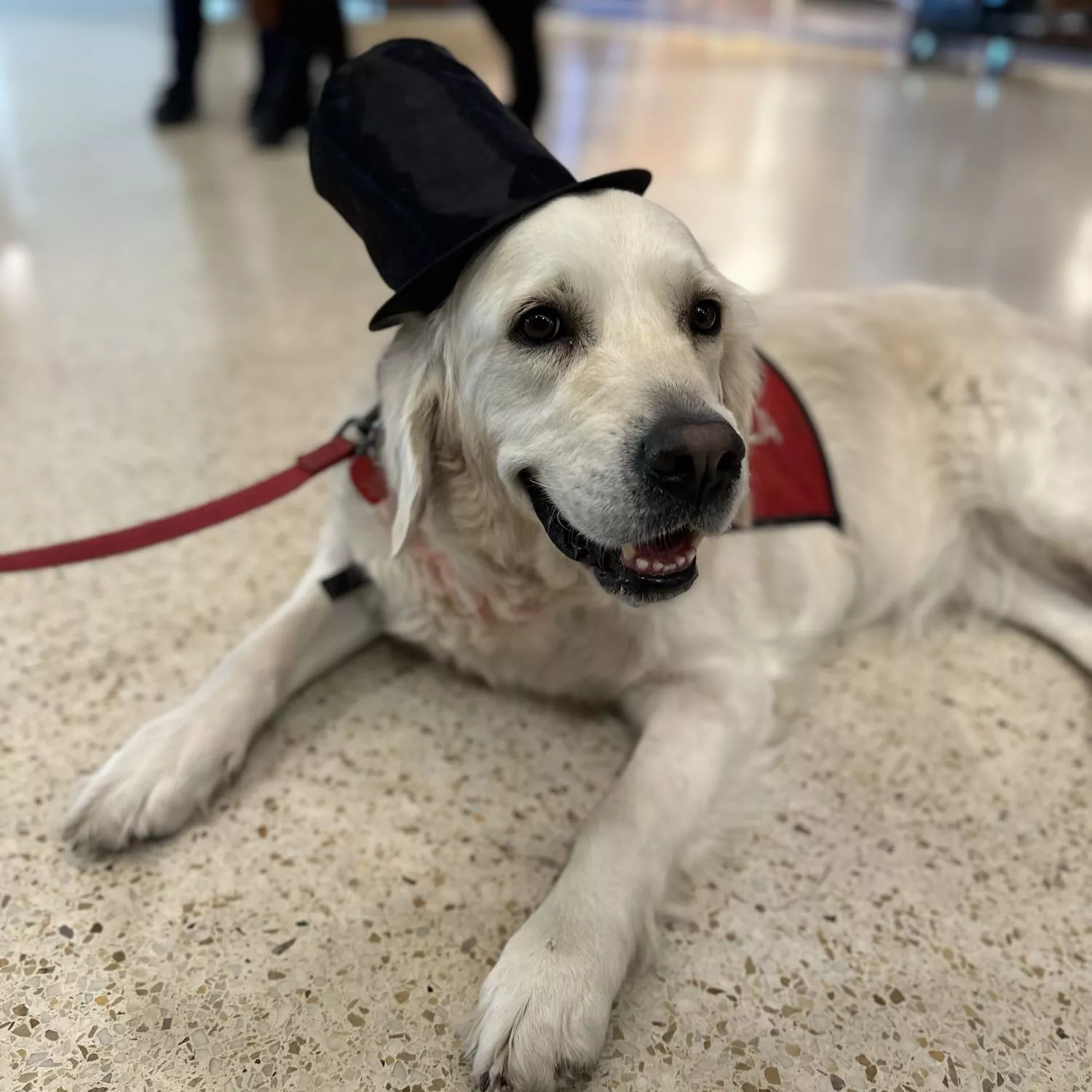 Layla with a top hat at SJC